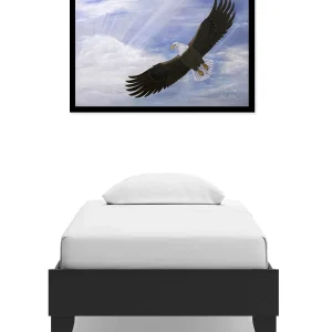 A simple bed with a pillow and an eagle photograph above it.