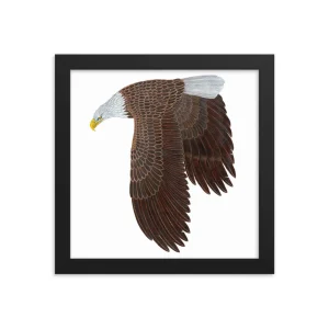 Illustration of a bald eagle in flight with detailed feathers.