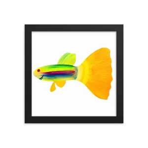 Brightly colored guppy fish with yellow tail in a black frame.