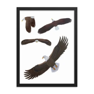 Illustration of a bald eagle in various flying poses.
