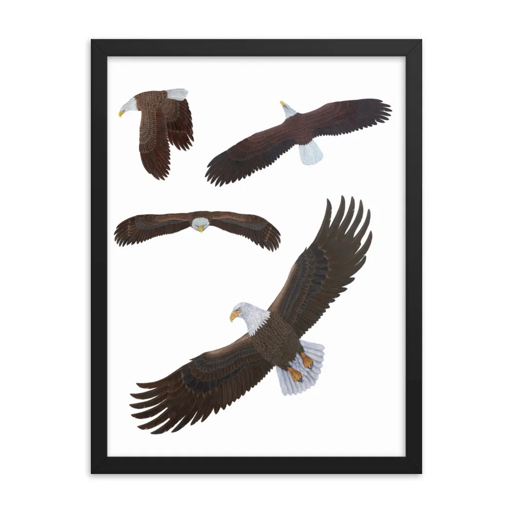 Illustration of a bald eagle in various flying poses.