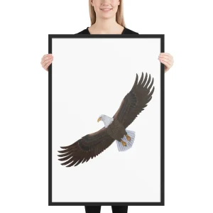 Woman holding a framed picture of a bald eagle in flight.