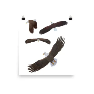 Illustration showing an eagle's transformation from perched to soaring in flight.