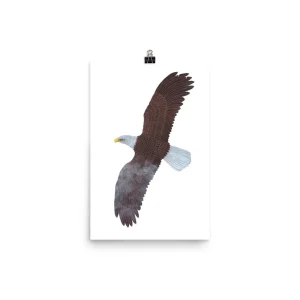 A bald eagle soaring in the sky viewed from below.