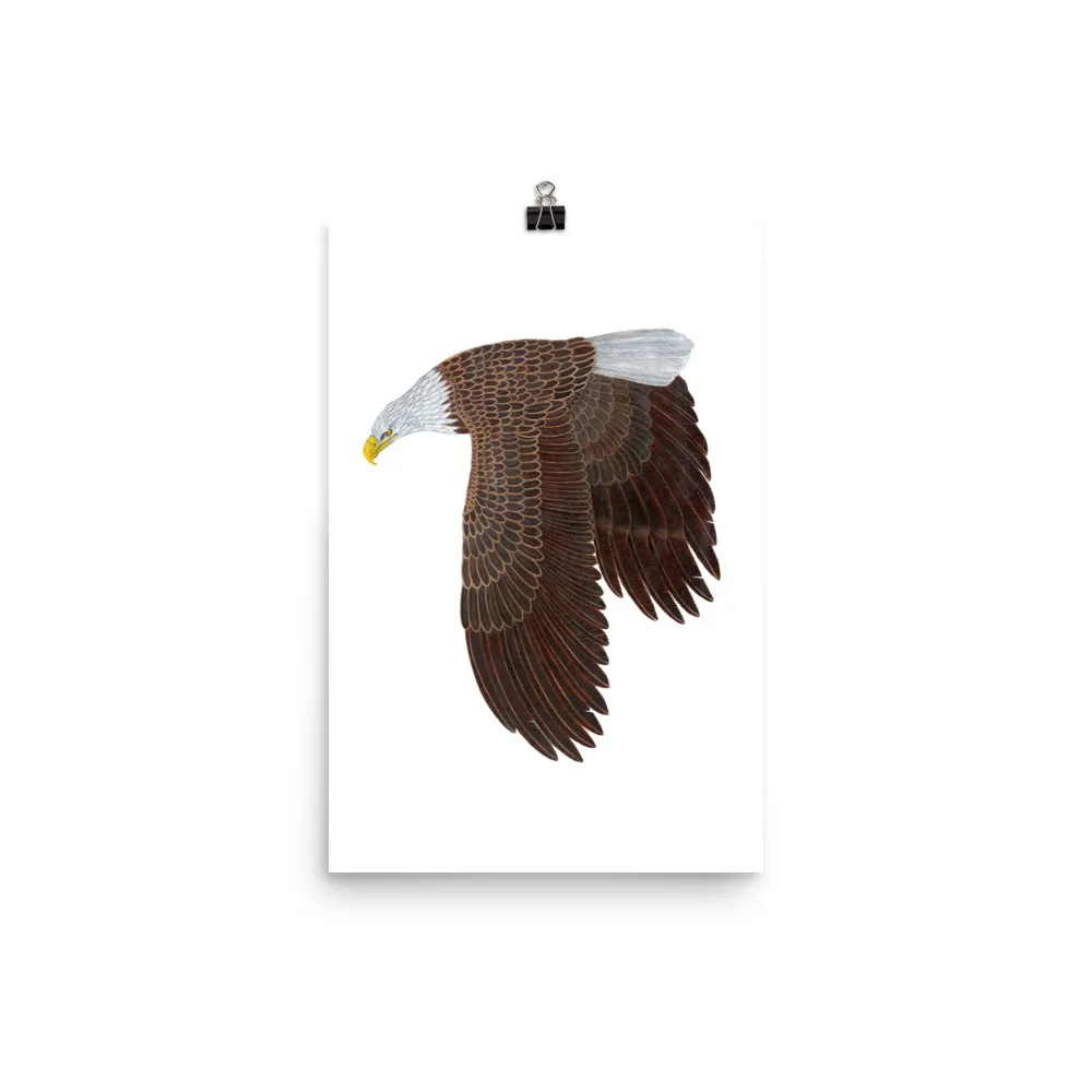 Side profile of a bald eagle in flight with wings spread.