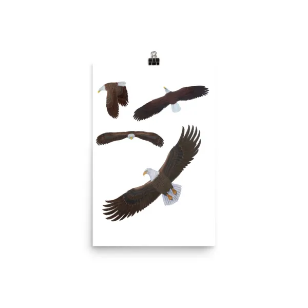 Four birds of prey in various flying poses against a white background.