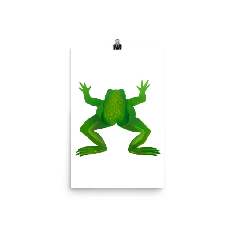 A vibrant green frog viewed from above on a white background.