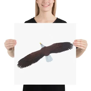 A person holds a poster of a bald eagle with wings spread wide.
