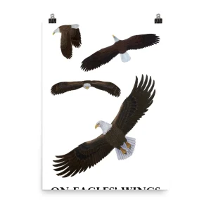 Three birds soaring with wings spread wide on a white background.