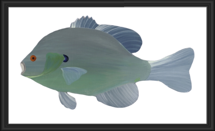 Greenish-blue fish with large fins swimming on a white background.