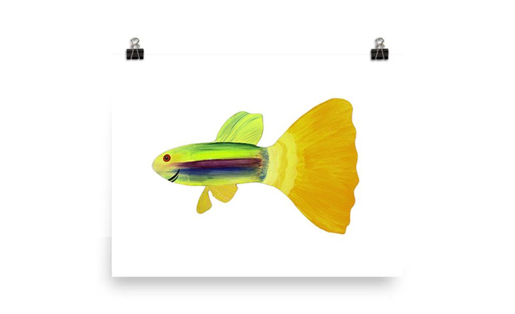 Bright yellow guppy fish with green and black stripes on a white background.