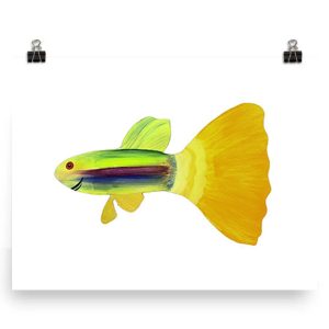 Bright yellow guppy fish with green and black stripes on a white background.