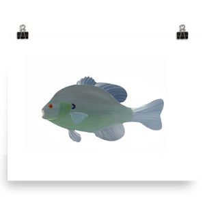 Close-up of a green fish with a blue dorsal fin.