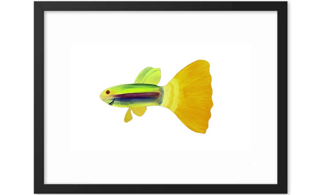 Colorful guppy fish with vibrant yellow tail and green body.