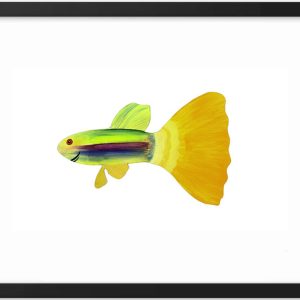 Colorful guppy fish with vibrant yellow tail and green body.