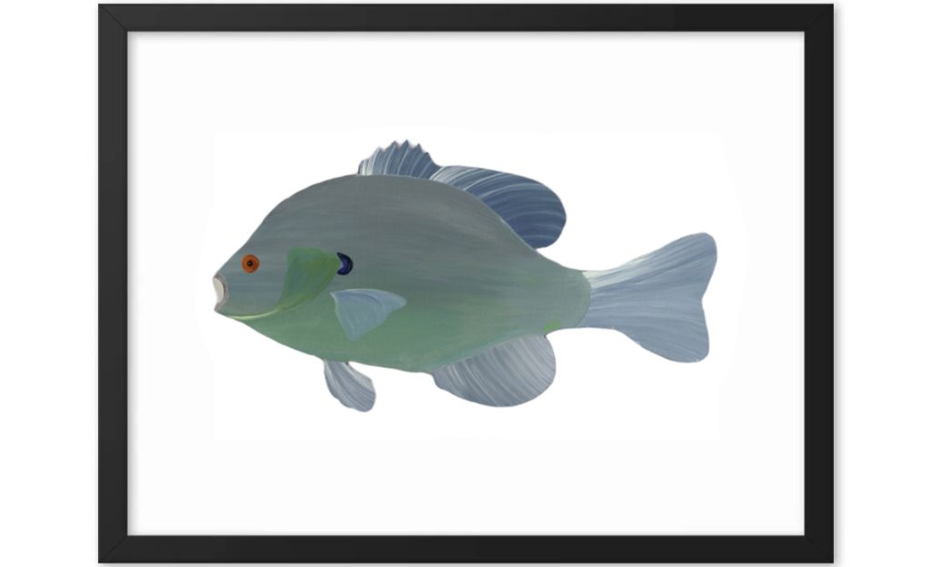 A digital illustration of a fish with a rounded body and detailed fins.