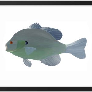 A digital illustration of a fish with a rounded body and detailed fins.