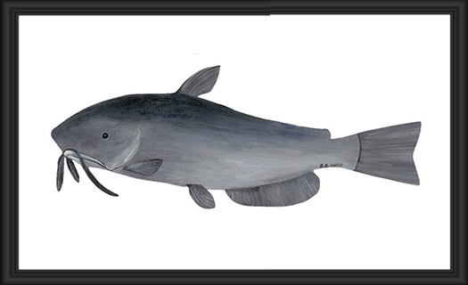 Illustration of a catfish with whiskers and fins.