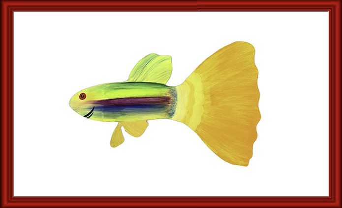 Bright yellow guppy fish with distinct black and blue stripes on its body.