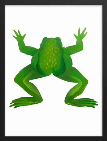 Green frog viewed from above on a white background.