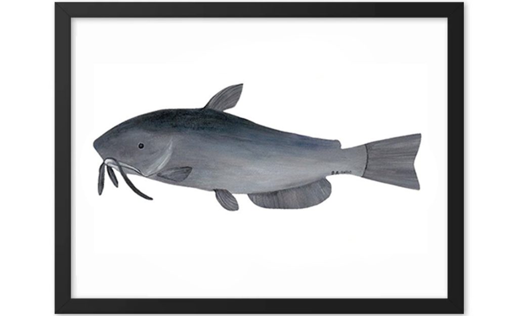 A sleek grey catfish with whiskers against a white background.