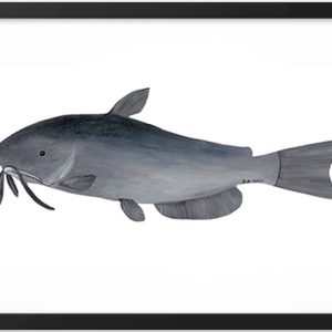 A sleek grey catfish with whiskers against a white background.