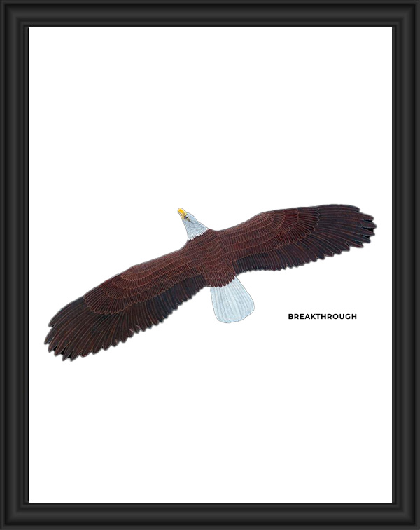 A bald eagle soaring with wings spread wide against a white background.