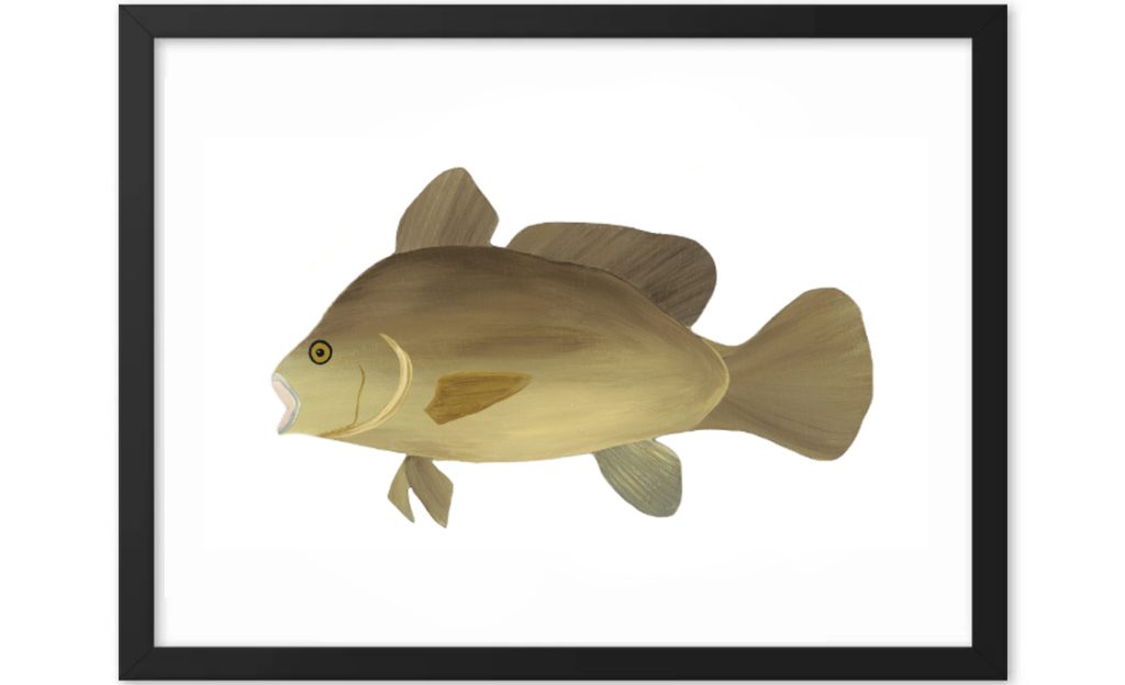 A digital illustration of a brown fish against a white background.
