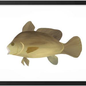 A digital illustration of a brown fish against a white background.