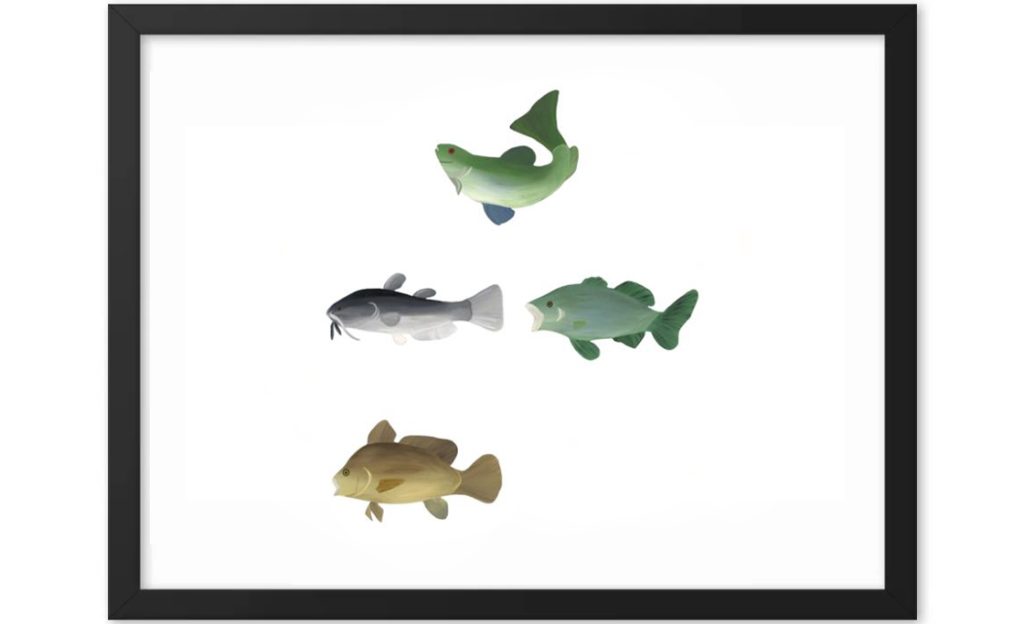 Illustration of five different fish species in various colors and shapes.