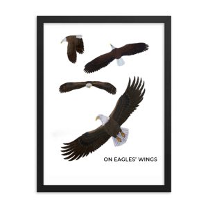Silhouettes of eagle wings in different positions framed.