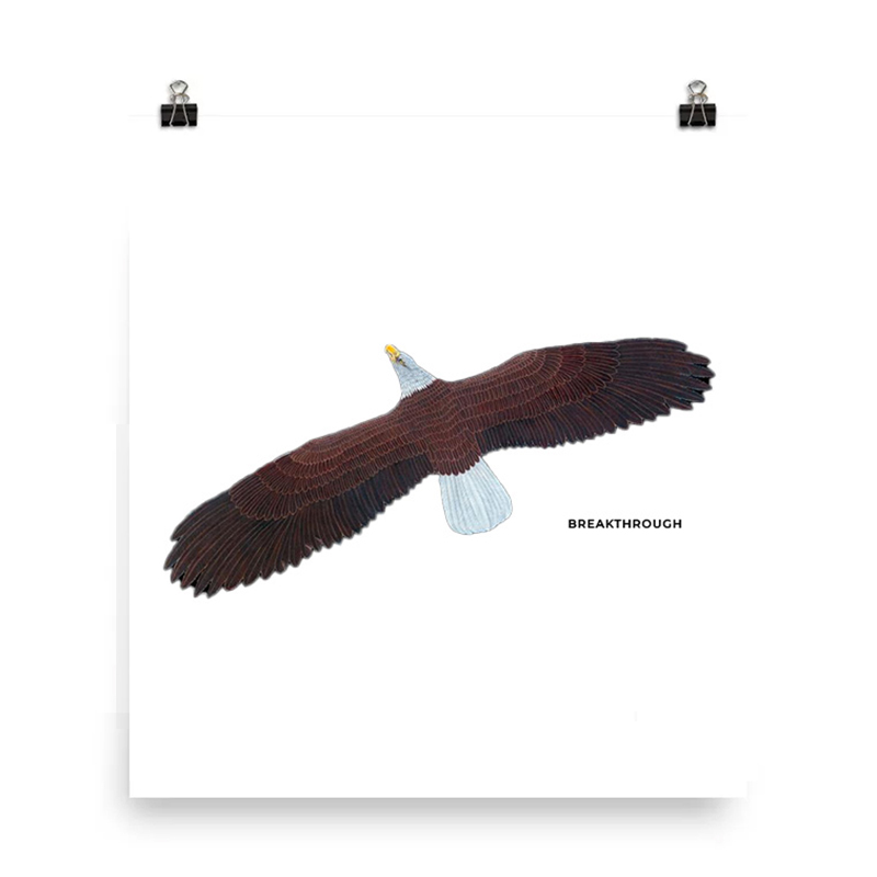 A bird with dark wings soaring against a white background.