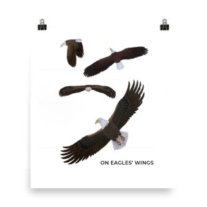 Illustration showing the wings of an eagle in various positions.