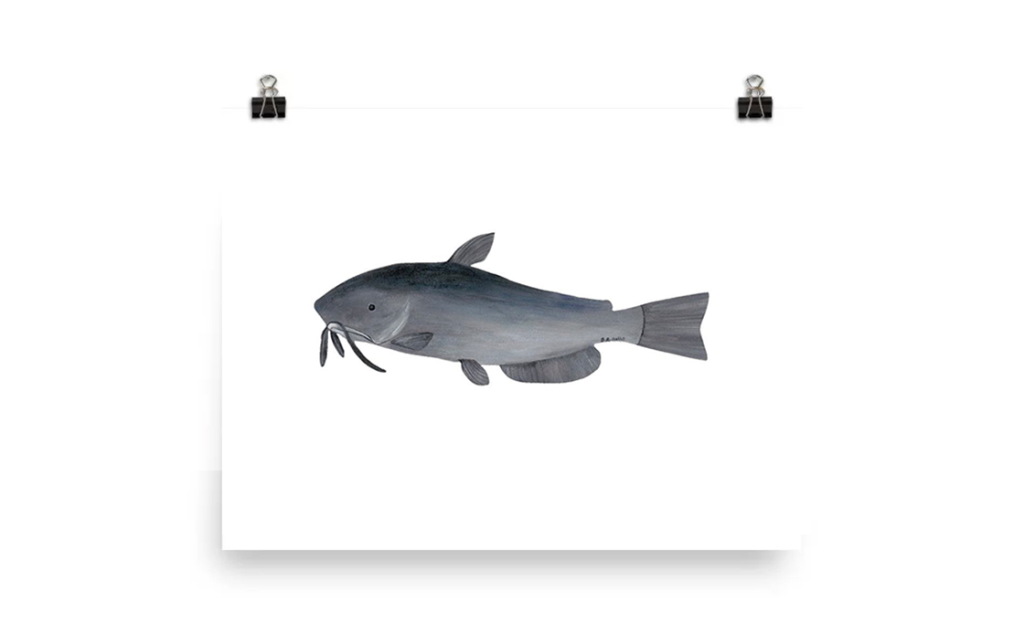 A detailed illustration of a catfish with whiskers and fins.