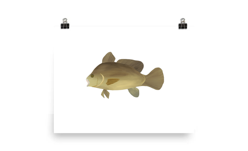 Illustration of a brown fish with detailed fins and scales.