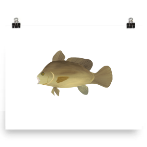 Illustration of a brown fish with detailed fins and scales.