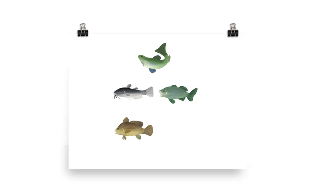 Illustration of four different fish species on a white background.