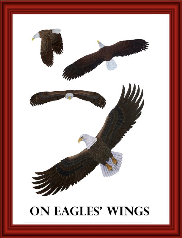 Illustration of an eagle soaring with the text about its wingspan.