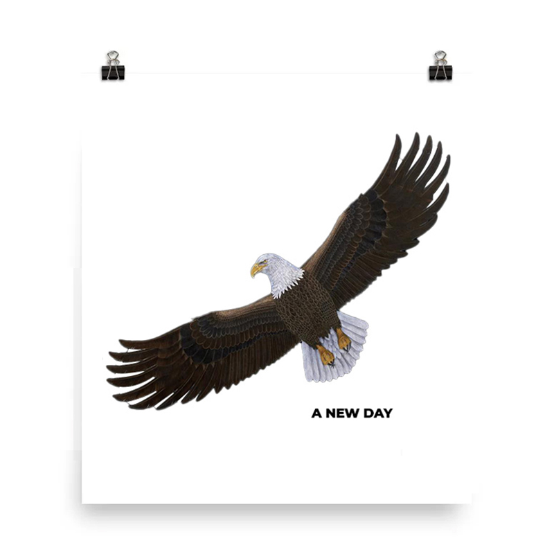 A bald eagle soars with wings fully spread against a white background.
