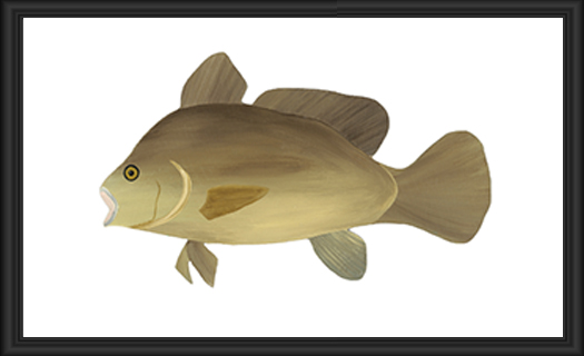 Illustration of a fish with fins and a streamlined body.