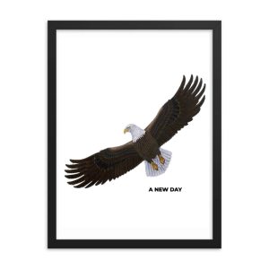 A bald eagle soaring with wings fully spread on a white background.