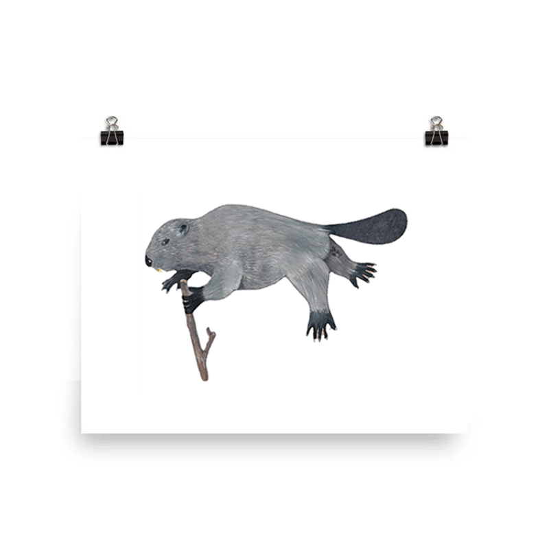 Illustration of a platypus holding a twig in its mouth.
