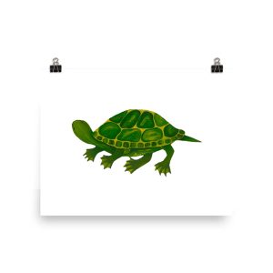 Illustration of a green turtle with a detailed shell and limbs.
