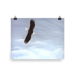 A large bird soaring high against a cloudy sky.